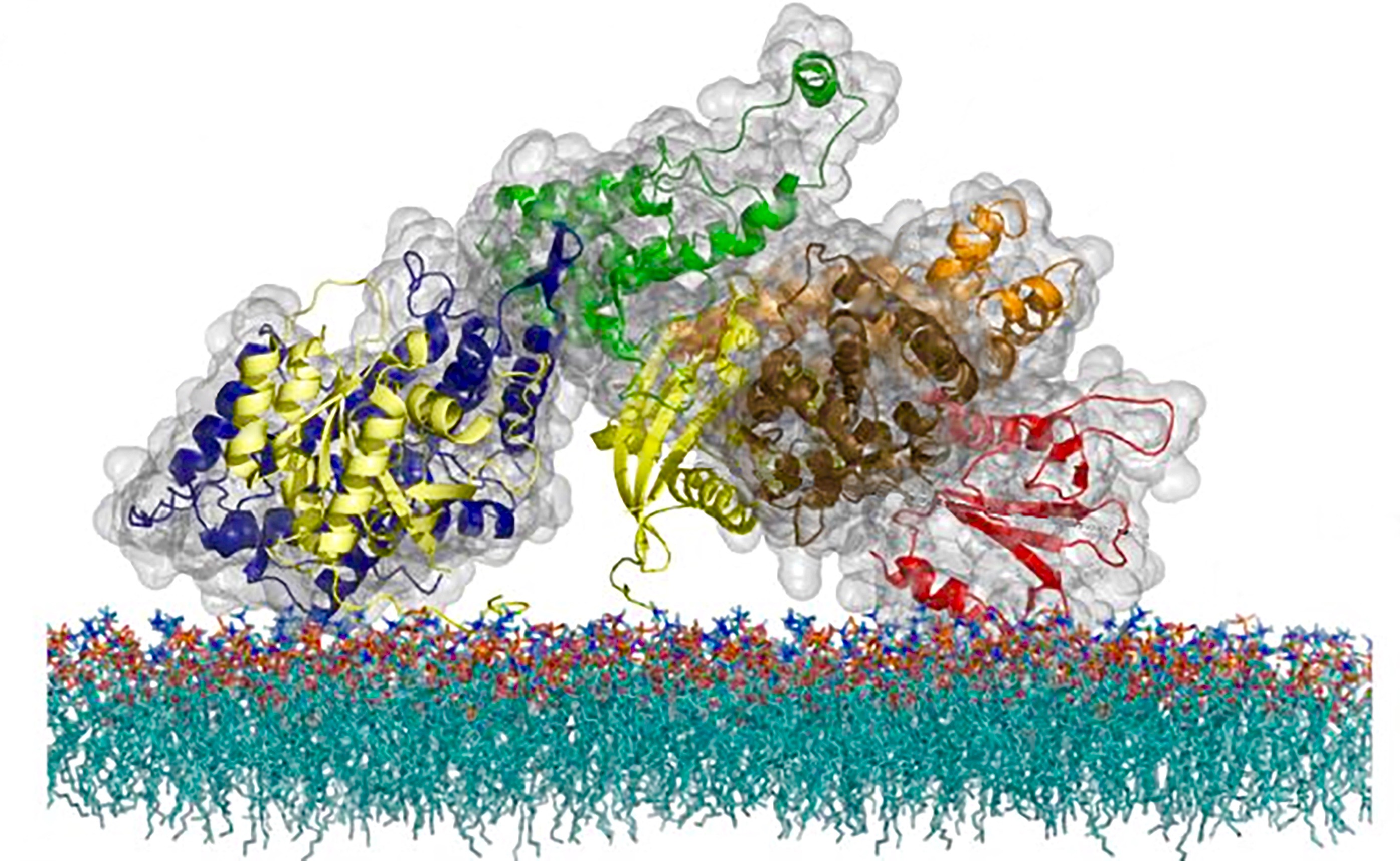 The atomic structure of the SOS protein, a cell messaging molecule that uses a unique timing mechanism to regulate activation of a critical immune system pathway.