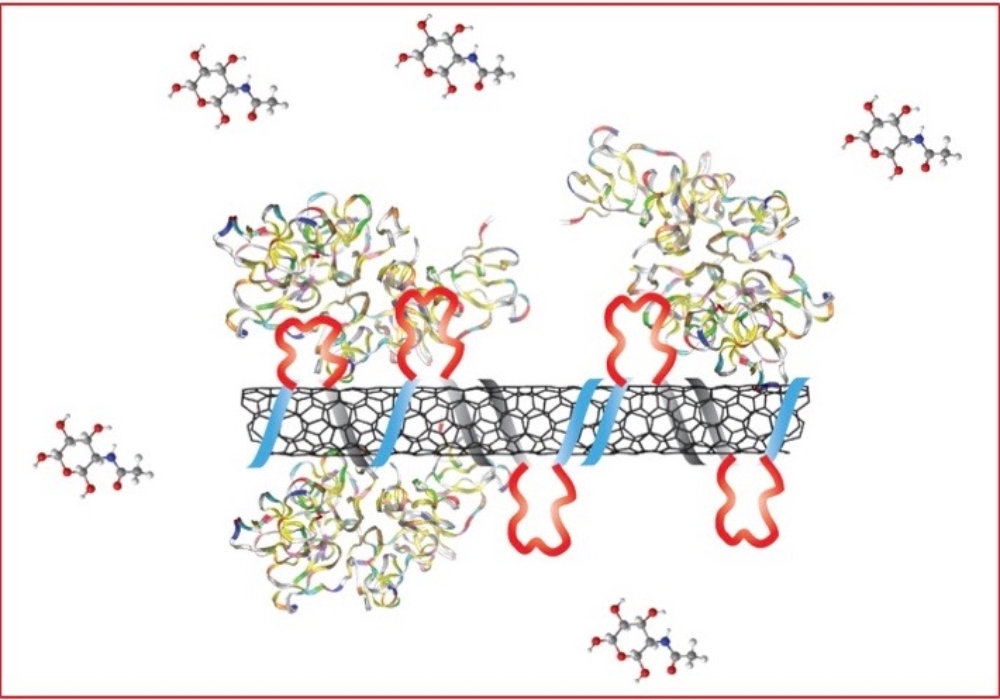 Schematic of synthetic antibody formed by peptoid-carbon nanotube assemblies. The synthetic antibody can recognize lectin proteins – the target used in this proof-of-concept study – and their conjugate sugars.