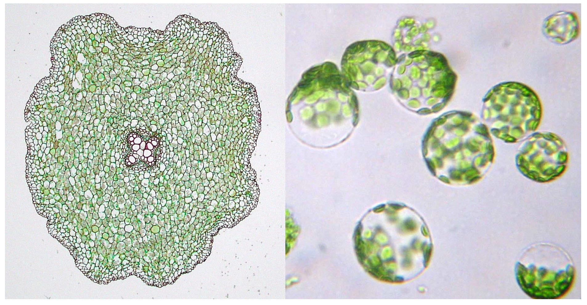 Microscope images of root cells in their natural state (left) and after protoplasting (right)