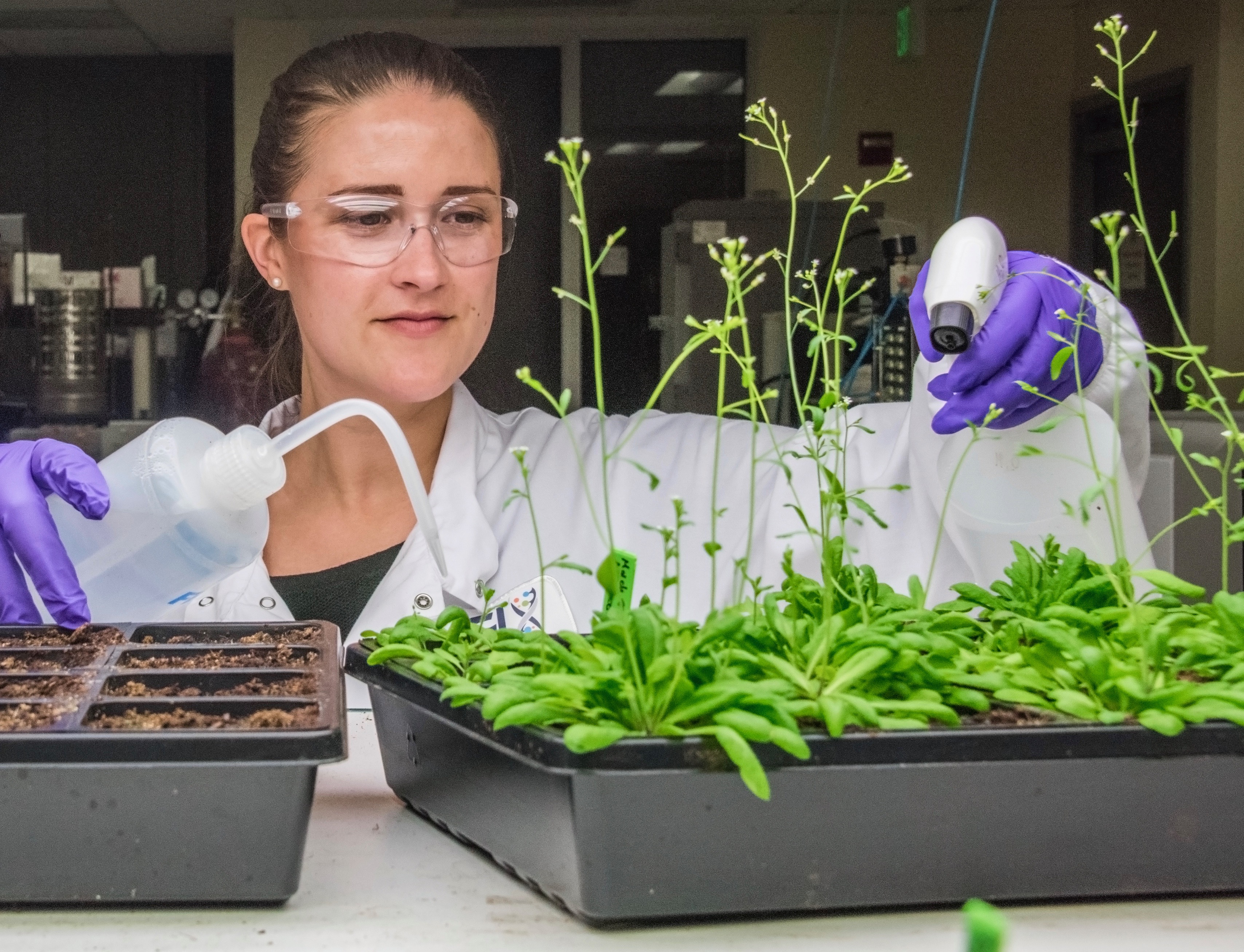 Researcher Christine Shulse tends to Arabidopsis in a lab at the DOE Joint Genome Institute (JGI).