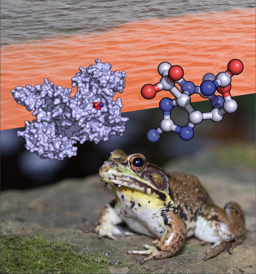 A photo illustration showing the atomic structures of saxiphilin and saxitoxin, a red tide algal bloom, and an American bullfrog (R. catesbeiana). 