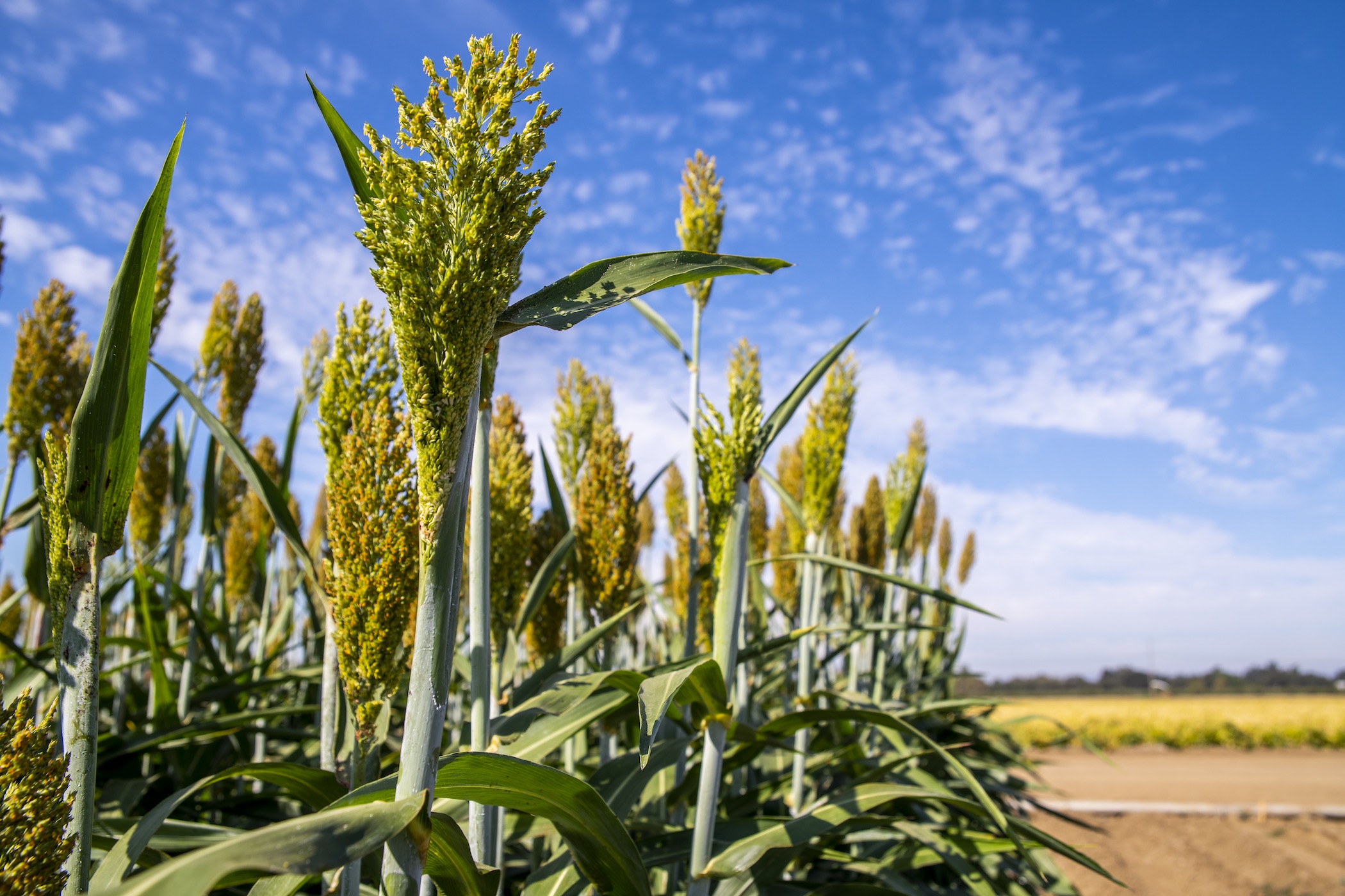 A field of sorghum, a grain that is often used as a biomass crop for production of ethanol and butanol.
