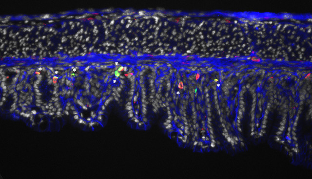 A microscopy image showing PERCC1 expressing cells in the stomach epithelium of mice. an endocrine identity (green)