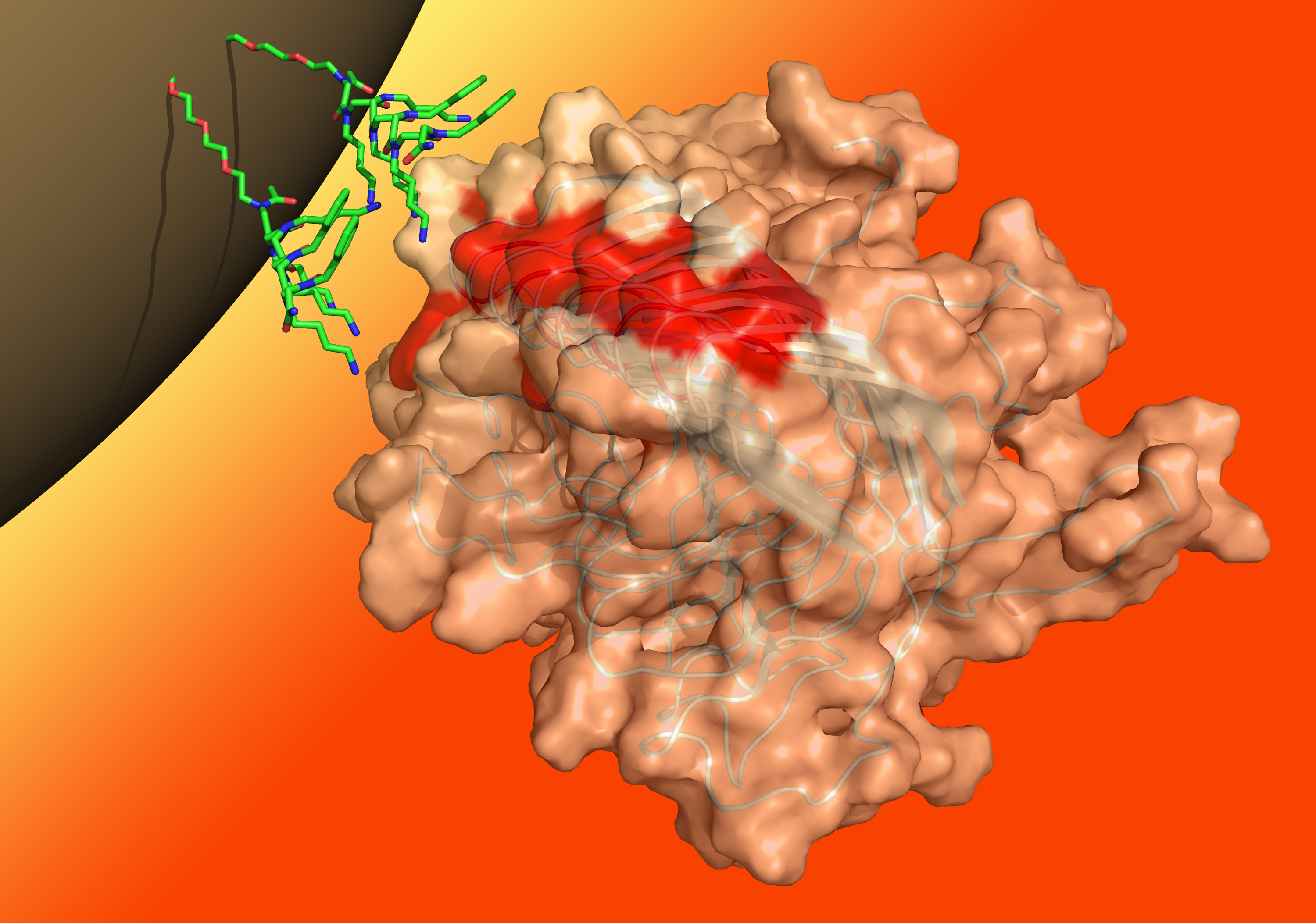 A digital model of a peptoid, bound to a magnetic bead, attaching on its other end to a prion protein aggregate