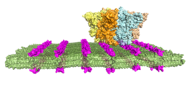 Computer simulation of an anthrax PA63 protein binding to loopoids (purple). The base nanosheet is shown in green. Designing artificial antibodies could accelerate the discovery of affordable therapies that target viruses and bacteria with molecular precision. (Credit: Ryan Spencer and Ron Zuckermann/Berkeley Lab).