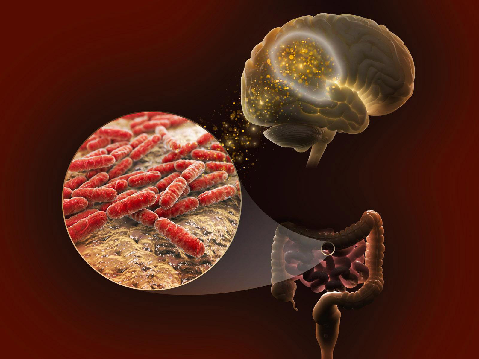 A digital illustration representing the connection between microbes in the gut and the brain