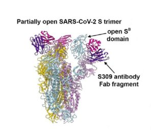 Ribbon diagram of the partially open SARS-CoV-2 spike protein bound to three S309 antibody fragments
