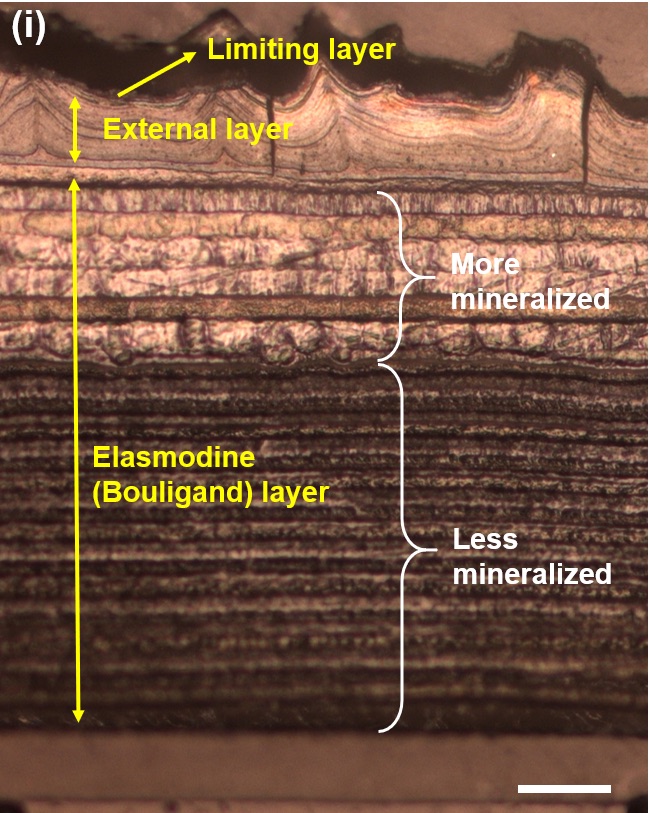 Optical microscopy image of the cross-section of a carp scale 