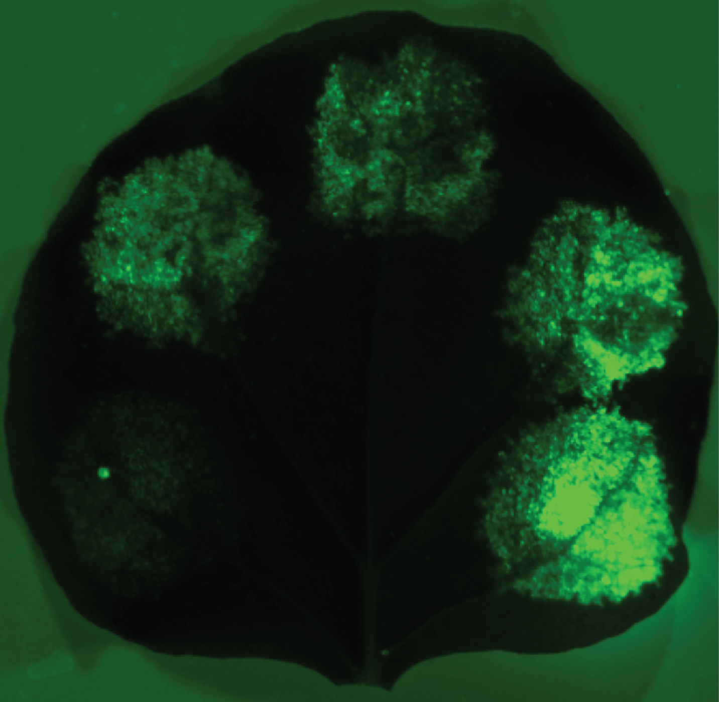 Green Fluorescent Protein glowing in leaf