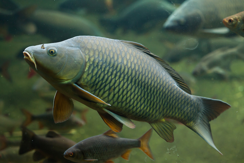 stock photo of common carp