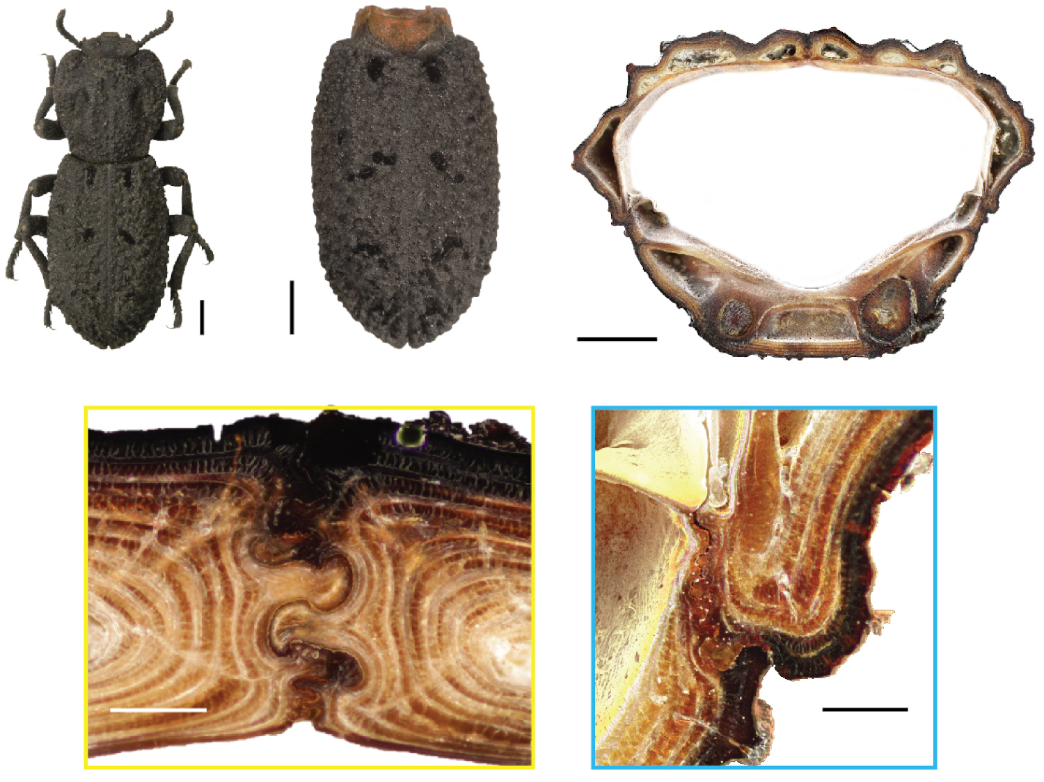 Images - These images show the diabolical ironclad beetle (top left) and how its abdomen (top middle and right) contains an internal architecture (bottom) featuring puzzle piece-like joints (bottom left) that make it incredibly crush-resistant. (Credit: UC Irvine)