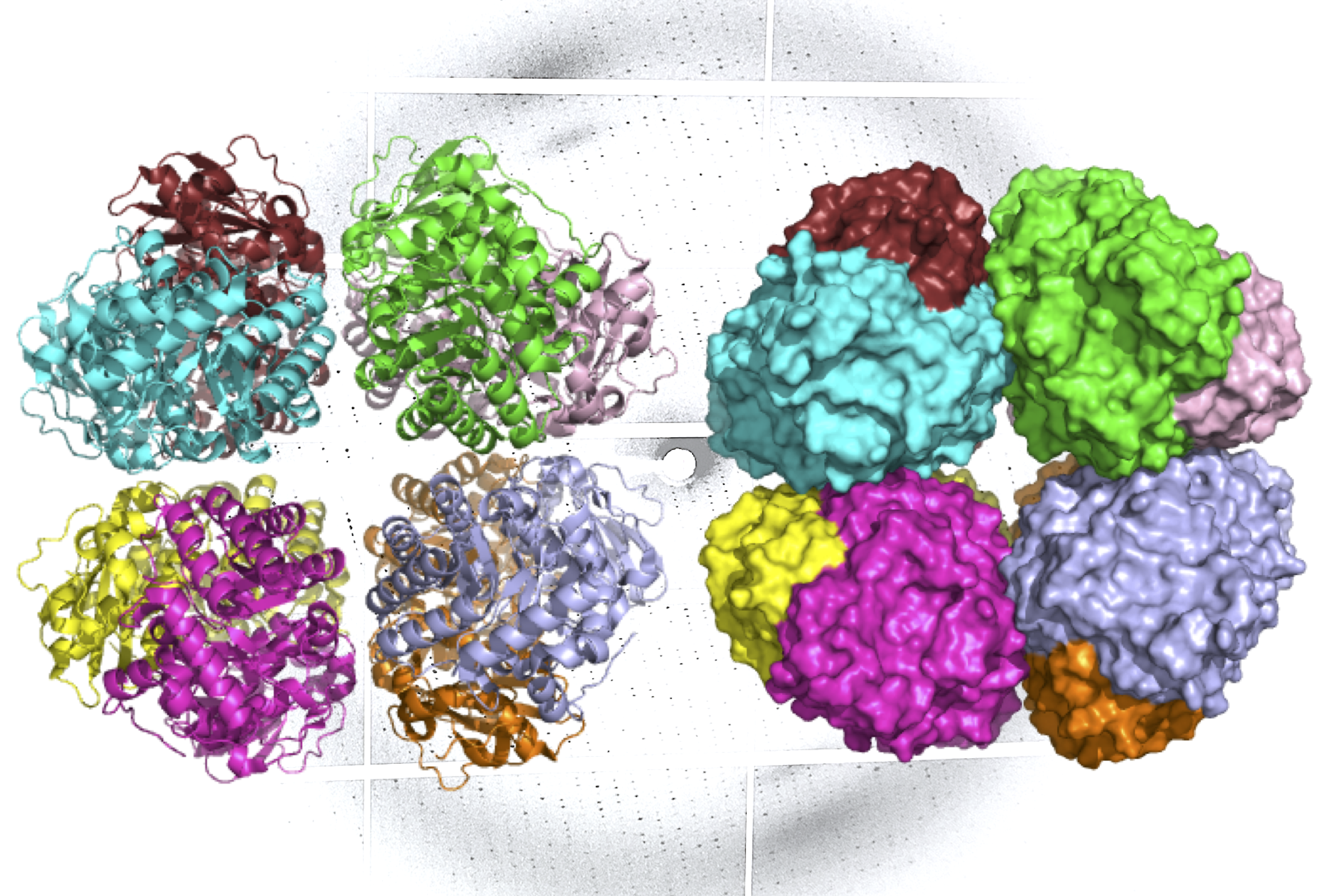 Molecular models of the form I' rubisco enzyme, a version of the essential photosynthetic enzyme believed to date back more than 2.4 billion years