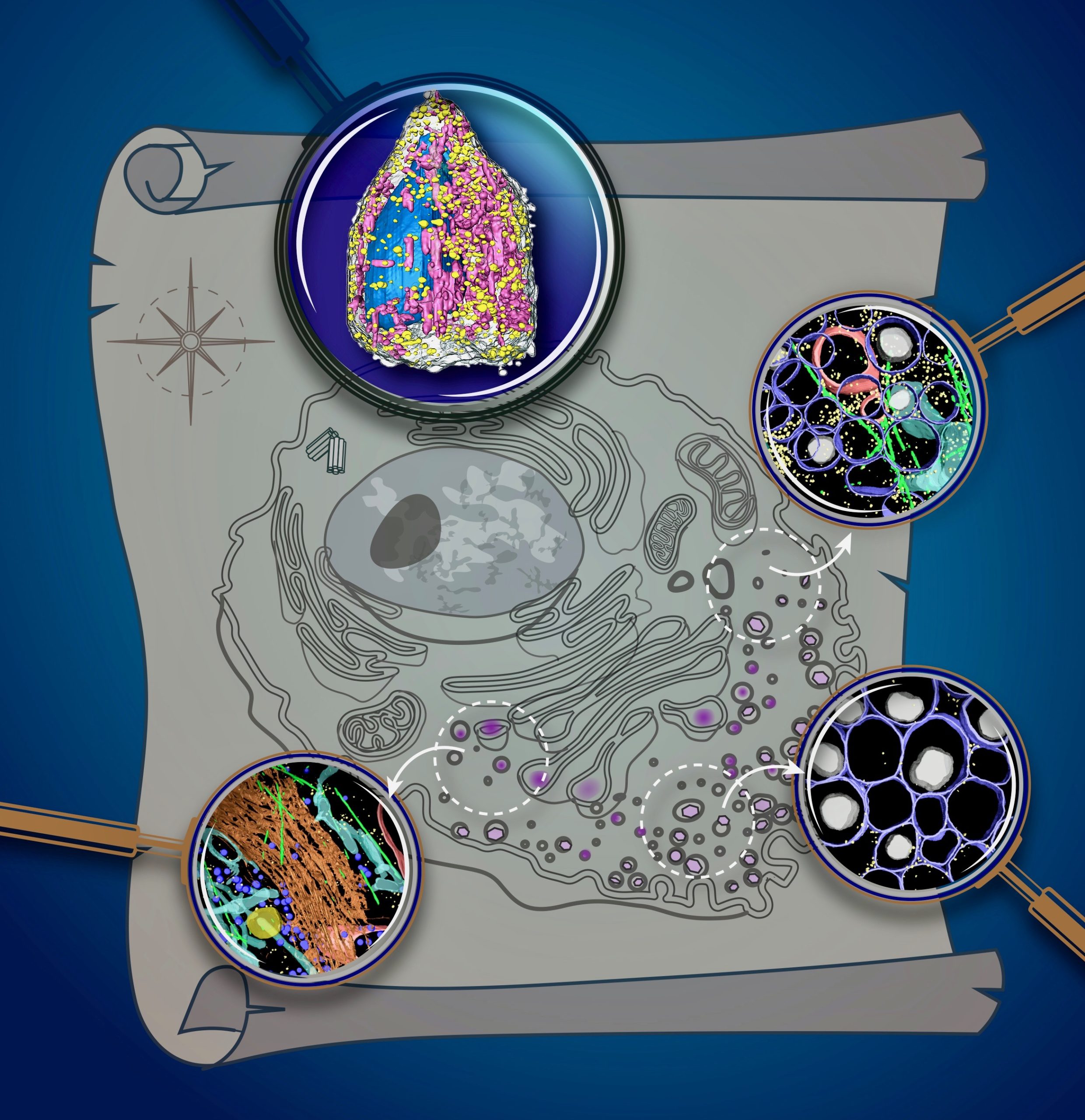 An illustration showing how X-ray tomography can reveal details about the inner workings of intact cells