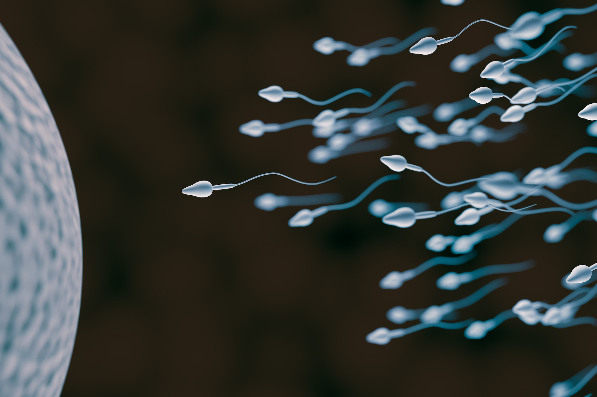 An illustration of sperm cells and an egg