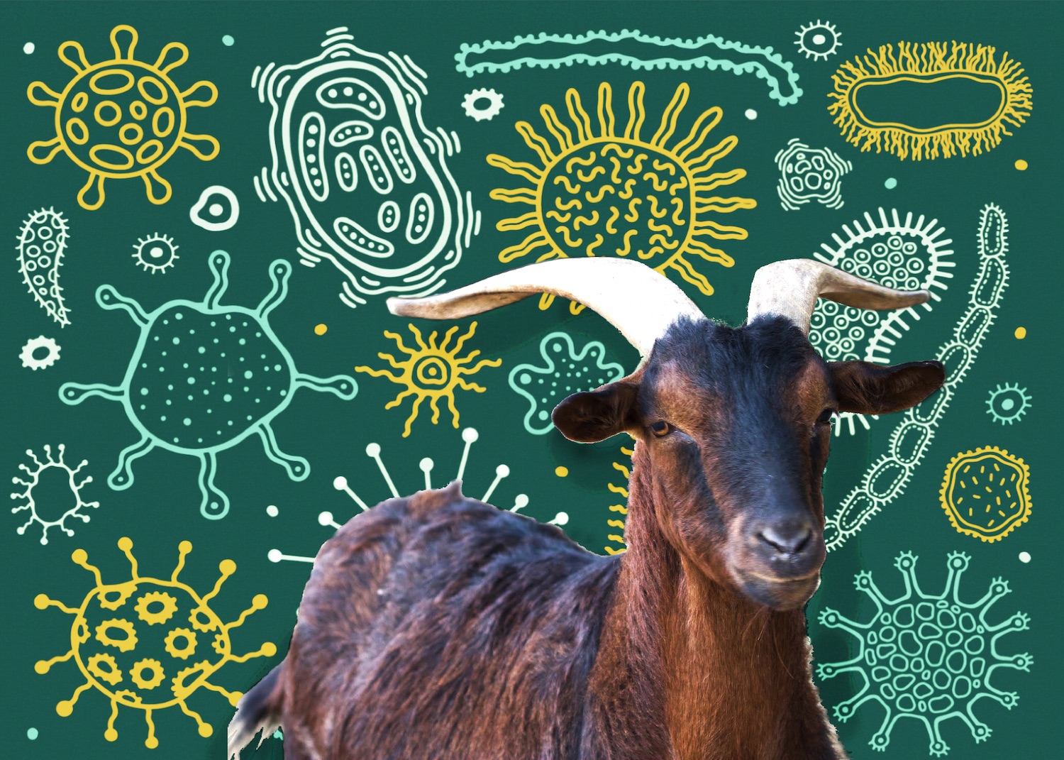 The Green Secrets of Goat Poop – News Center
