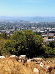 goats on the Lab's site, with the UC Berkeley campus and San Francisco visible below