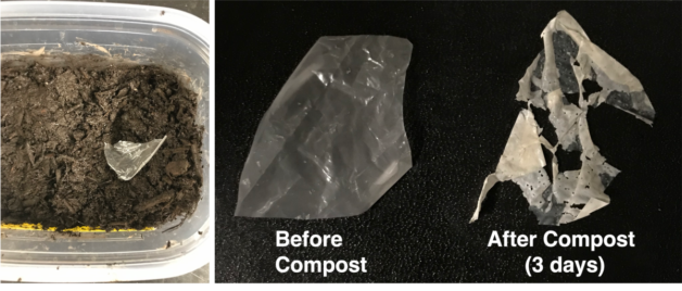 A modified plastic (left) breaks down after just three days (right) in standard compost and entirely after two weeks. (UC Berkeley photo by Ting Xu)