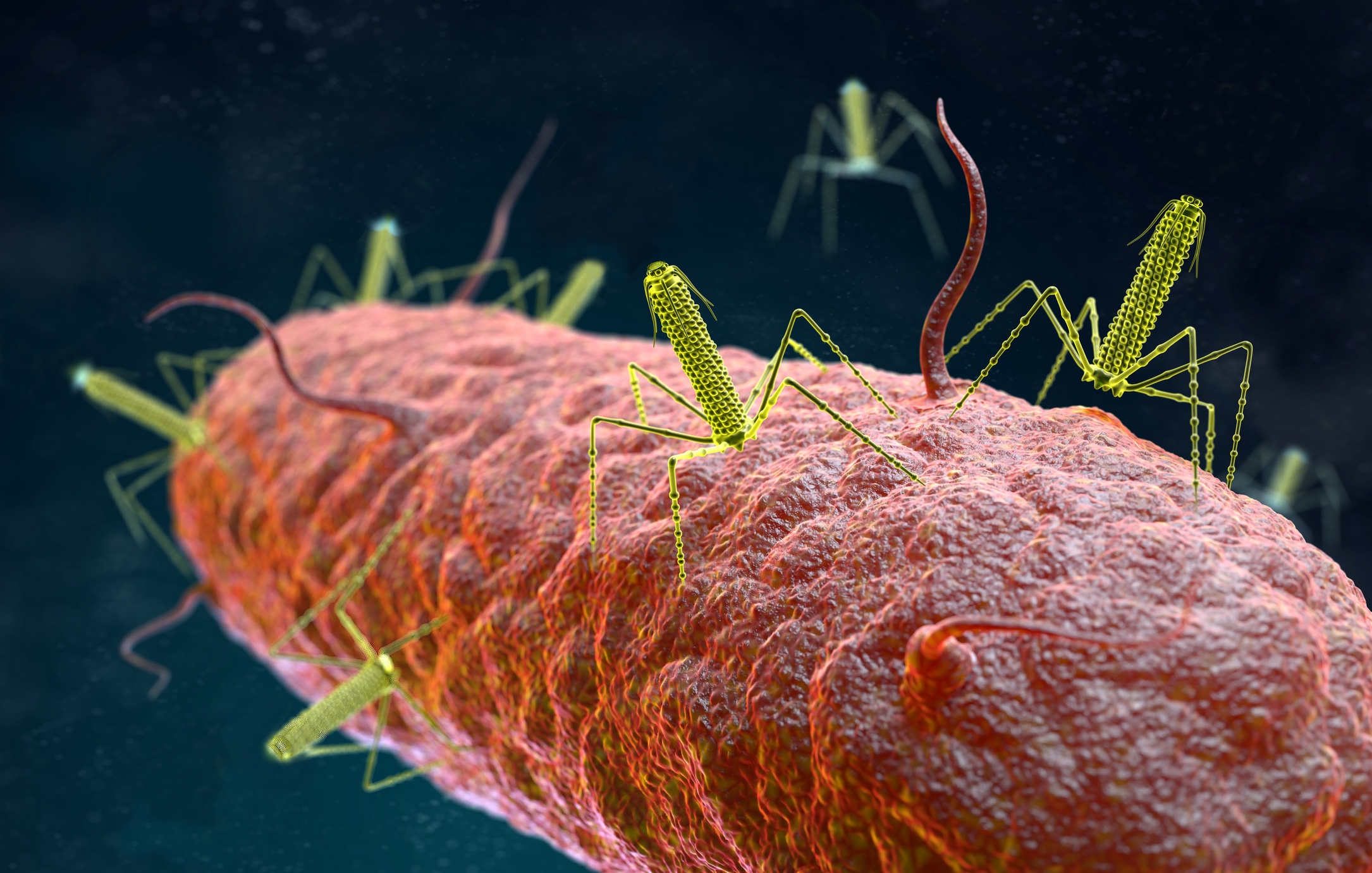 An artistic rendering of tailocins attached to a target bacteria
