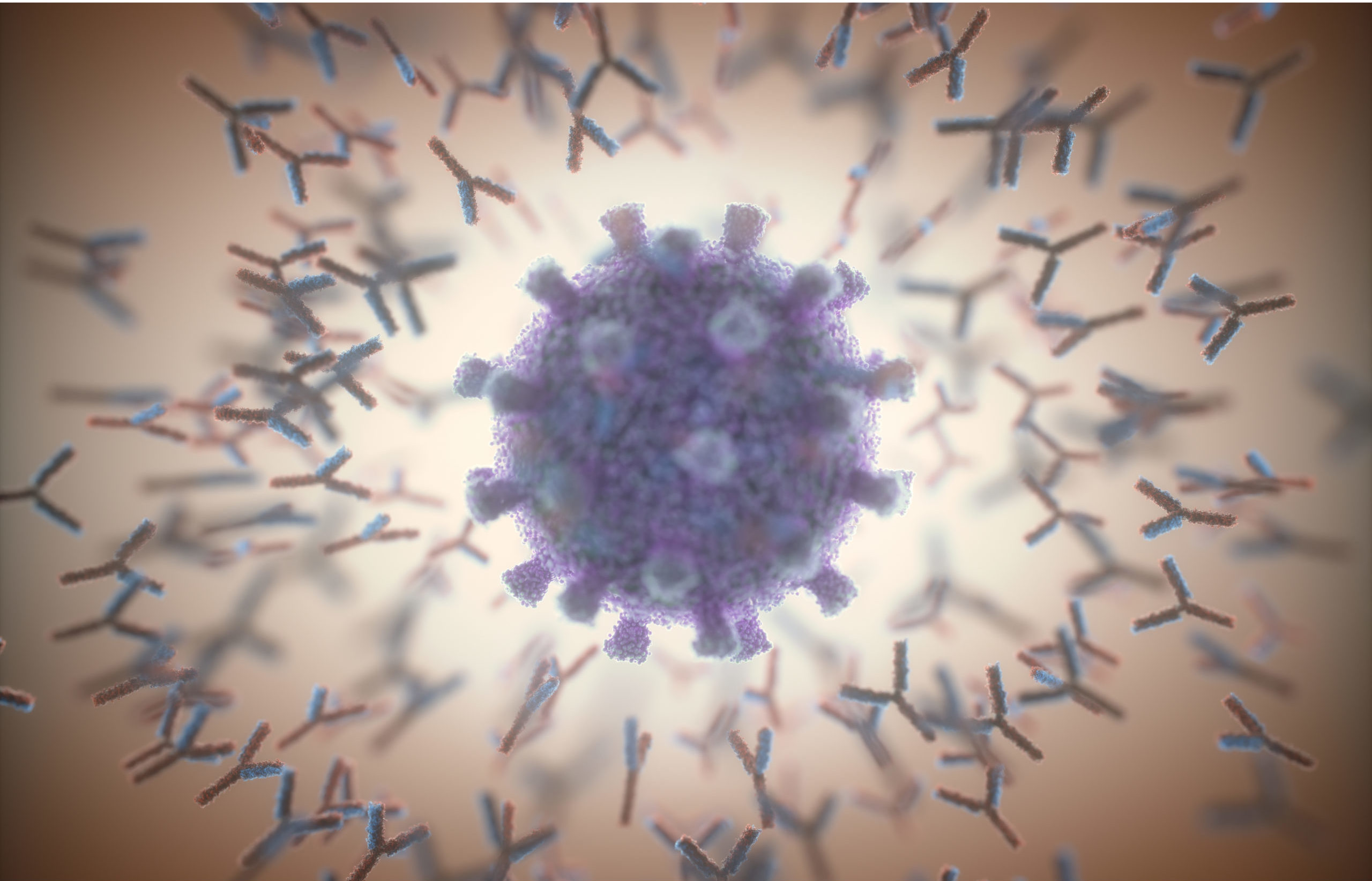 Digital illustration of Y-shaped antibodies surrounding a purple SARS-CoV-2 virus