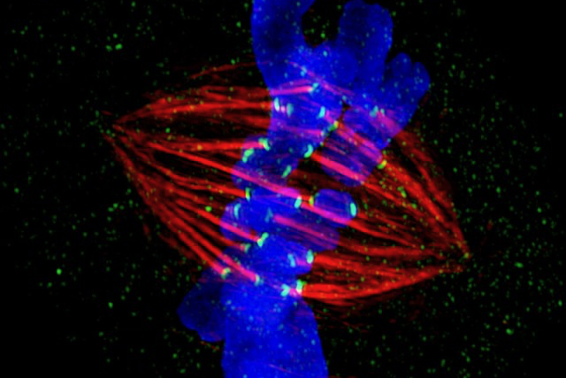 A chromosome (blue) imaged during cell replication. The chromosome is duplicated, and protein strands called spindle fibers (red) are attached to the chromosome copies to pull them apart, so that each ‘daughter cell’ gets one copy.