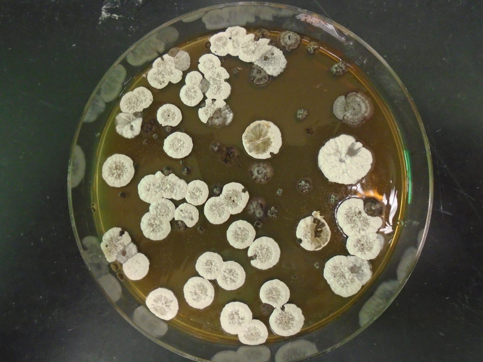 A culture of the Streptomyces bacteria that makes the jawsamycin.
