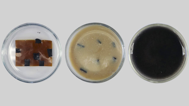 Three petri-dishes lined up on a white surface.