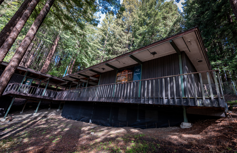 Building in a redwood grove
