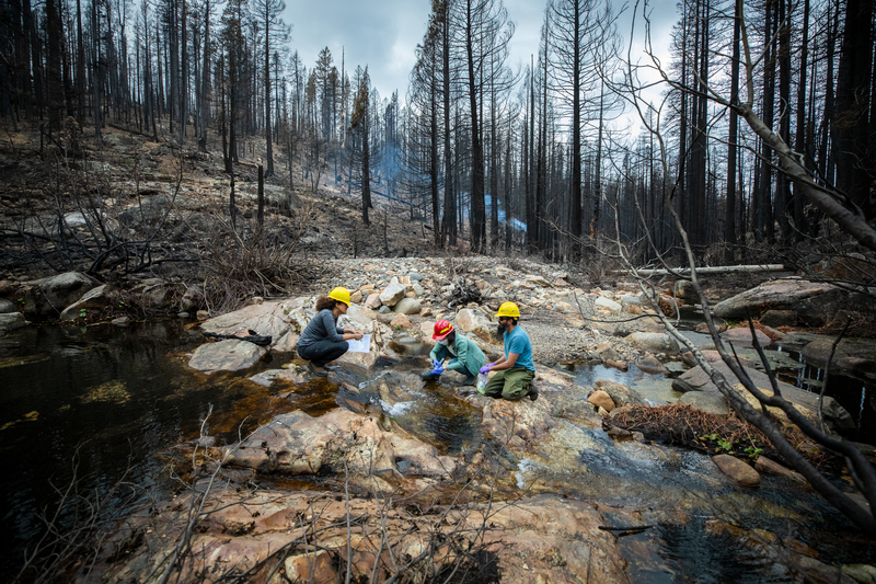 Three scientists working at a burned forest in on the region in the Eldorado National Forest