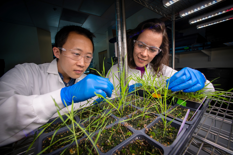 Two scientists work on small grass-like plants in a lab