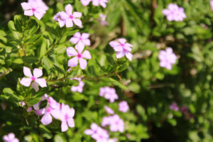 Catharanthus roseus flower, commonly known as the Madagascar periwinkle. The image shows a shrub with many pink, five-petal flowers. 