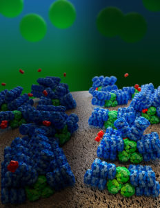 An illustration shows several phycobilisomes, bound to a beige cell membrane. The phycobilisomes consist of three green core cylinders stacked in a triangle with blue rods extending from those. Some are bound to orange carotenoid proteins. In the background, green cells float in the distance.
