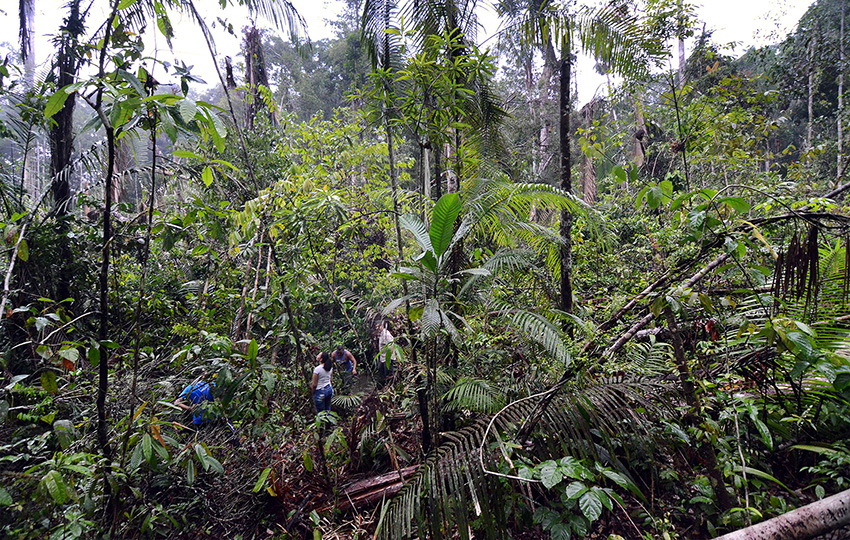 Uprooted or broken trees in the Amazon due to intense storms that can cause "windthrow."