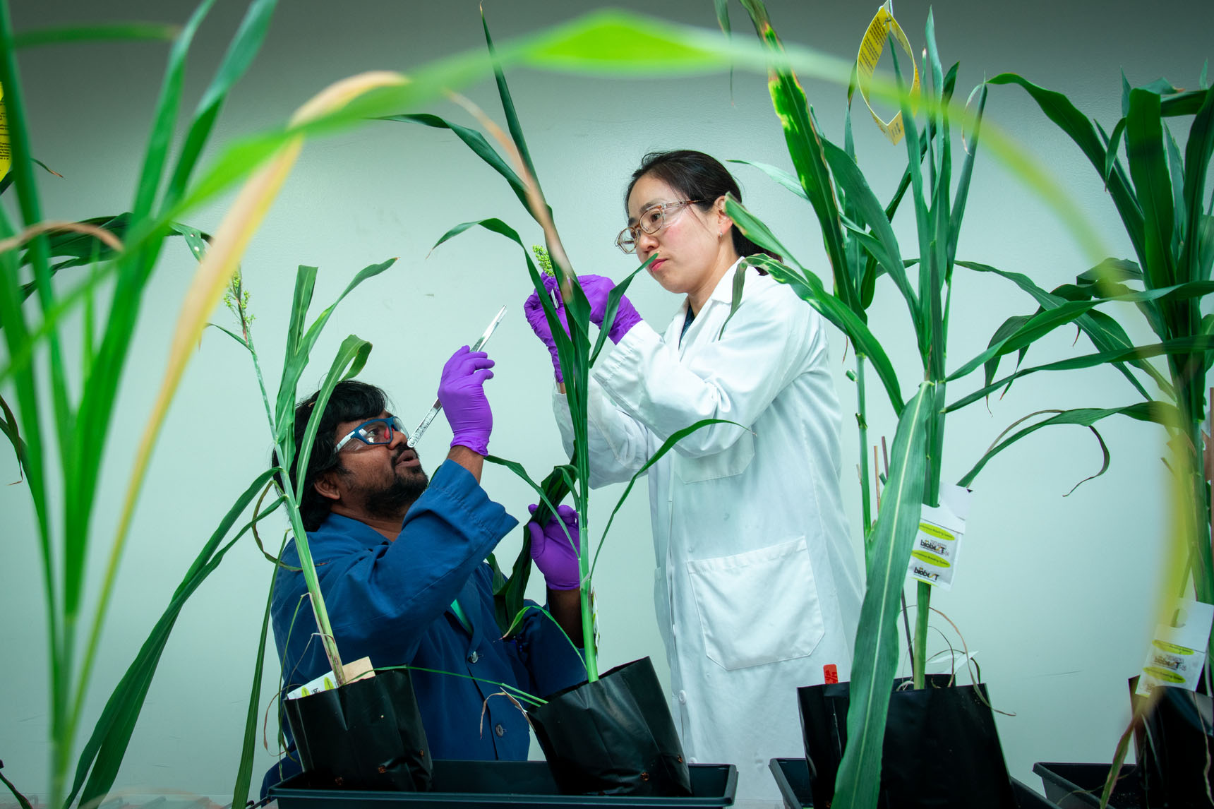 Two scientists wearing lab coats, gloves, and protective glasses, examine sorghum plants in a plant growth chamber .