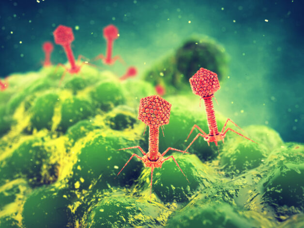A digital illustration showing red virus particles each with a geometrically shaped capsule, stalk, and leg-like appendages attached to the surface of a green bacterium.