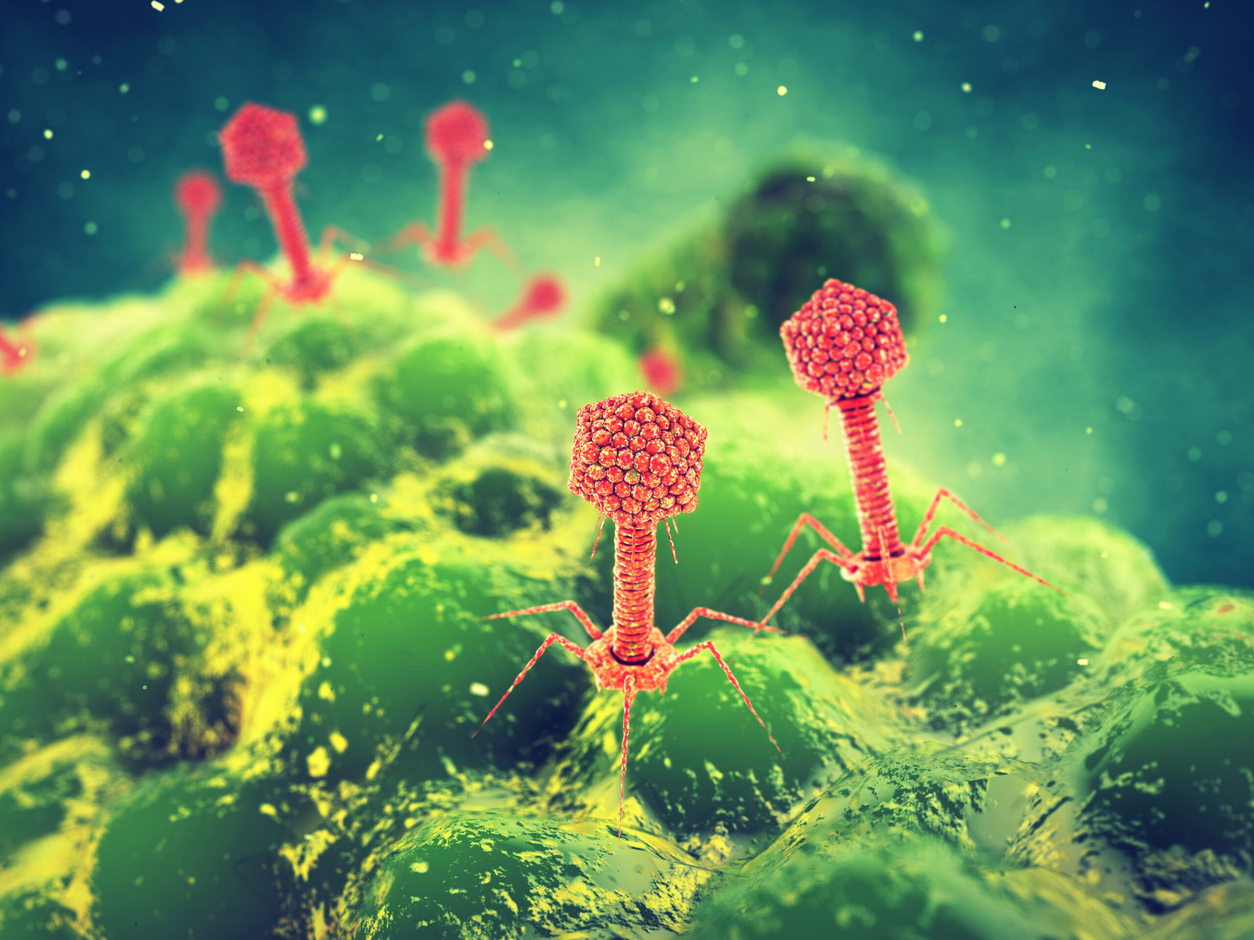 Bacteriophages are viruses that infect bacteria but are harmless