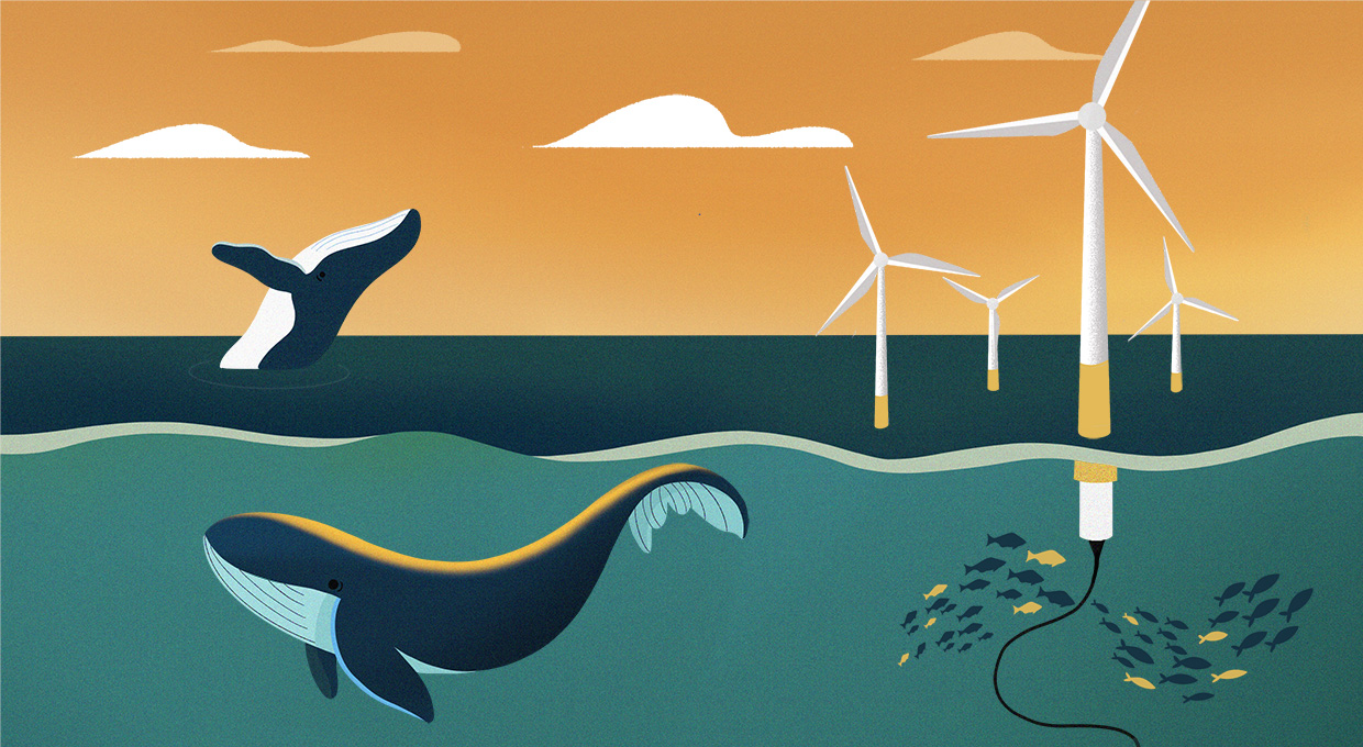 Whales and marine life swimming around wind turbines