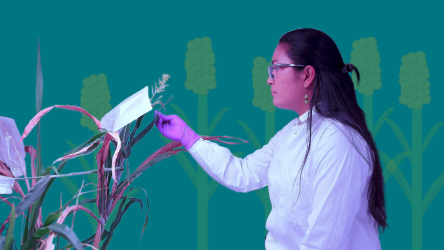 Collage image of a scientist and sorghum plants overlaid on a teal background.