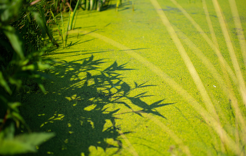 Closeup swamp wetland: shadows from plants on water surface covered with duckweed.
