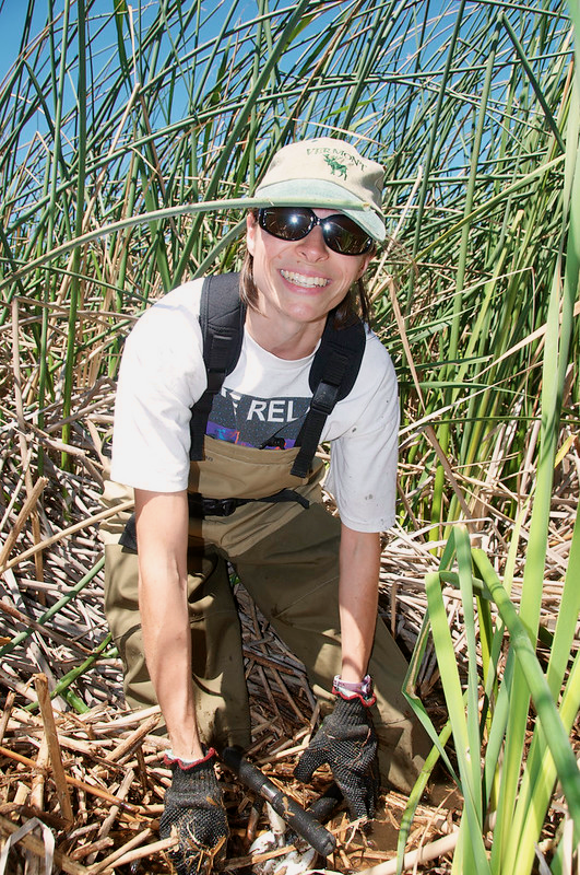 A female scientist wearing a baseball hat, sunglasses, and brown waders over a T-shirt smiles at the camera as she prepares a soil sample in a wetlands area, surrounded by tall reed-like plants.