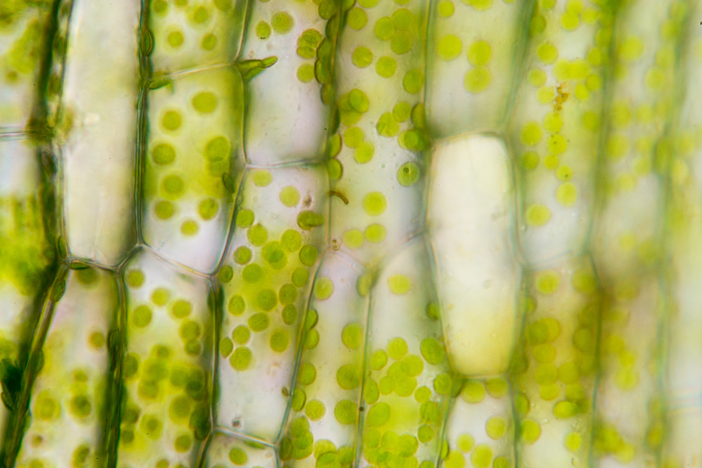 Plant cells that look like rectangular boxes filled with green dots (chloroplasts) on a light background.