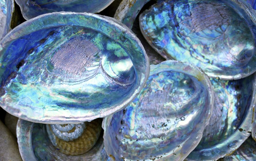 Close-up of some Paula shells also called Abalone