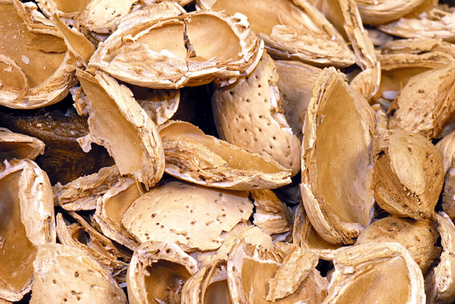 Close-up of almond shells