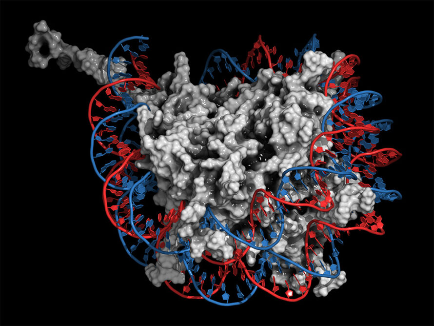 A digital illustration showing a strand of DNA (red and blue) wrapped around histone proteins (gray). The DNA strand comprising each chromosome is tightly packed into clusters of wrapped histones to compress the long molecule and streamline separation of copied chromosomes during cell replication. The strand is carefully unwound by different enzymes, including TIP60, to make it accessible for duplication and gene expression. (Credit:Wirestock Creators/Shutterstock)