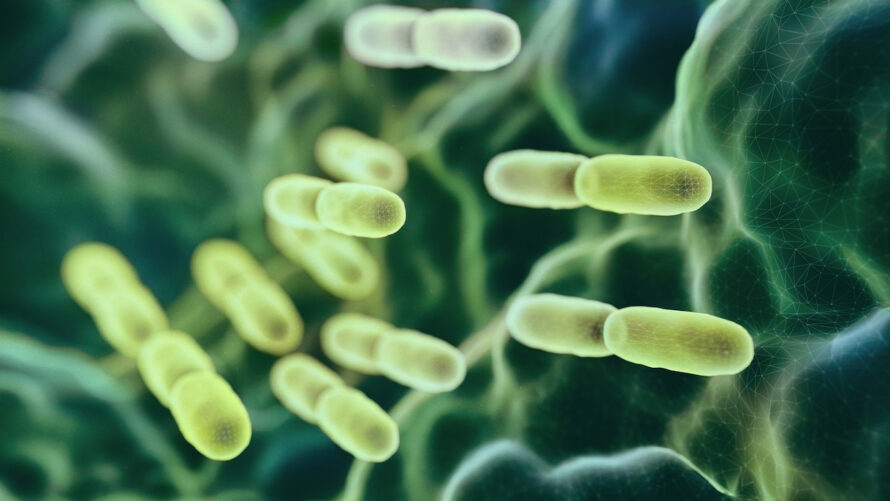 A digital illustration of light green rod-shaped bacteria floating in front of an uneven dark green surface suggestive of the gut lining.