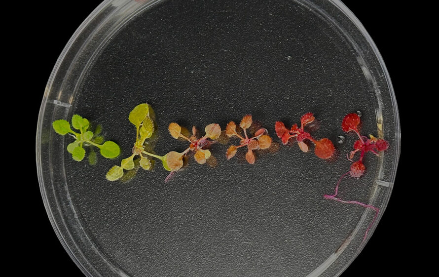 Young plants lined up in a row in a petri dish, ranging from green to red hues.