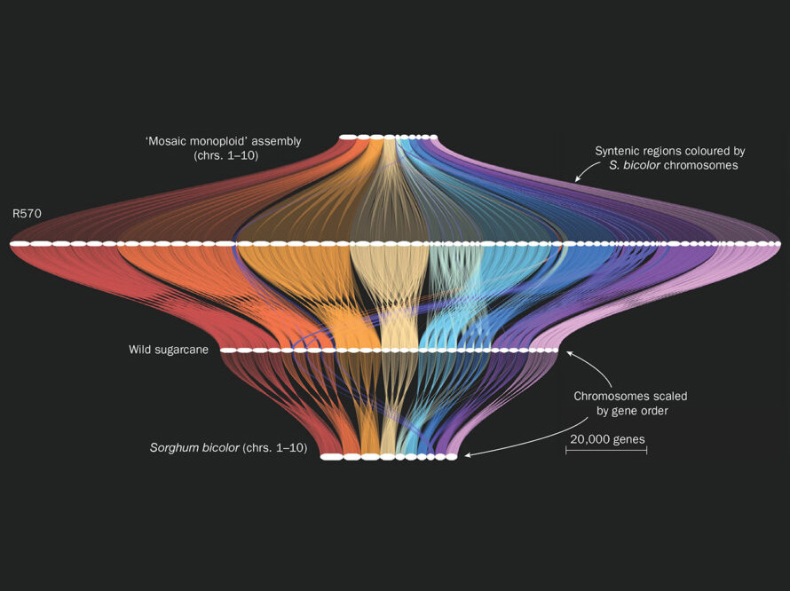 A gene order map (created using GENESPACE) that compares genome assemblies among related plant species. The horizontal white lines represent chromosomes, and the colored braids that link them show conserved blocks of genes.