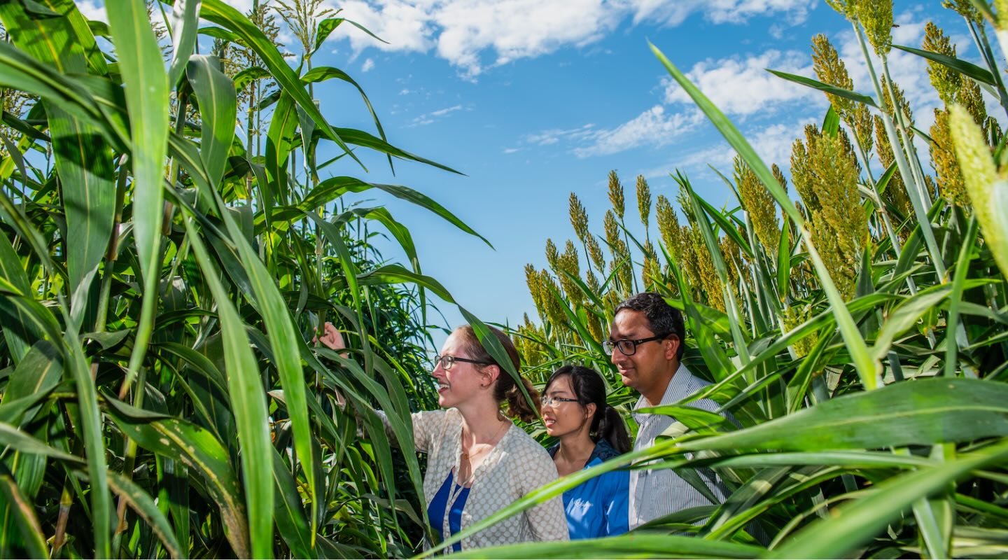 Two women and one male in casual clothes stand between rows of very tall plants with blade-like leaves and yellow clustered flowers at the top. They are examining the leaves of one plant.