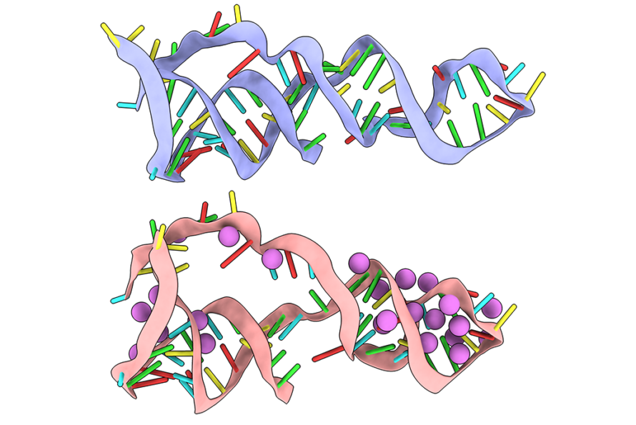 Two 3D renderings of a RNA molecule with a twisted ribbon-like backbone with multicolored bars protruding. The image on top has a blue backbone, the image below is pink, and also includes purple balls placed at certain points of the backbone.