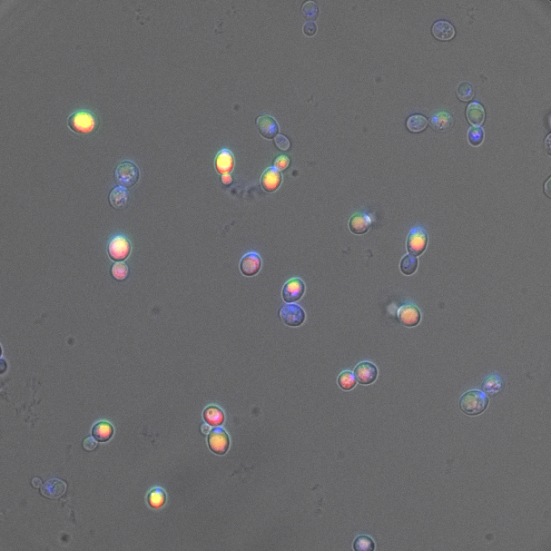 A few dozen cells resembling oval bubbles viewed on a gray field. The simple cells appear blue, pink, yellow, and grewn