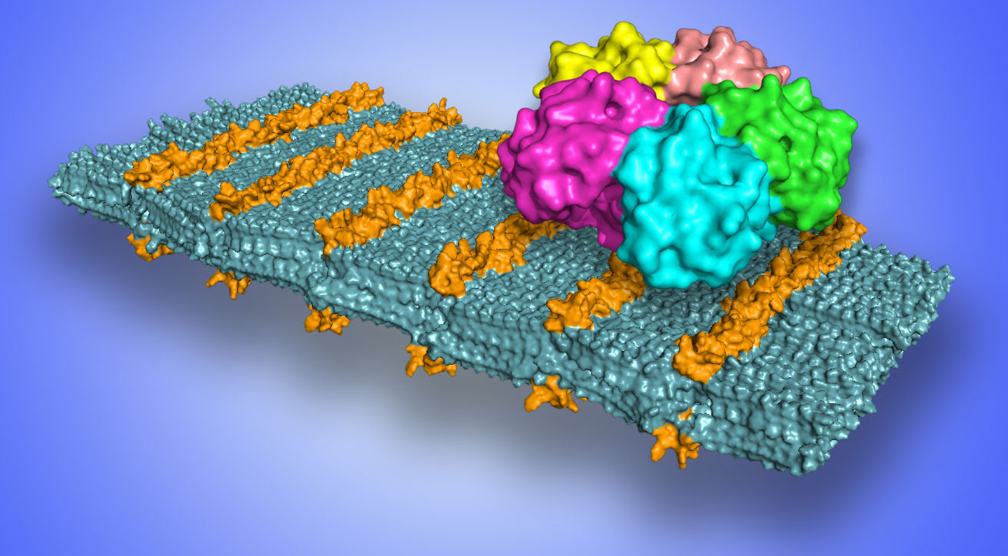 A molecular model of a peptoid nanosheet that shows loop structures in sugars (orange) that bind to Shiga toxin (shown as a five-color bound structure at upper right).